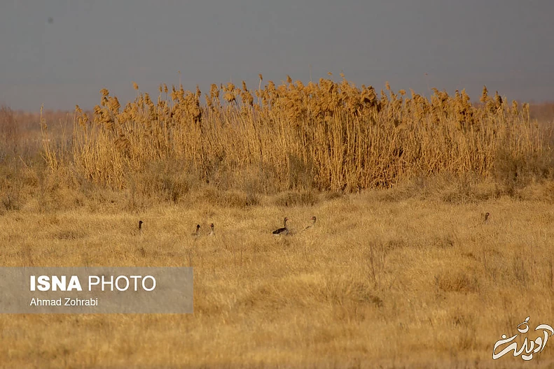(تصاویر) طبیعت گردشگری قم